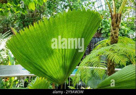 Grüne Blätter, vertikales grünes Blatt einer tropischen Palme im Yumenoshima Tropical Gewächshaus Dome in Tokio mit natürlichem Licht und unscharfem Hintergrund. Stockfoto