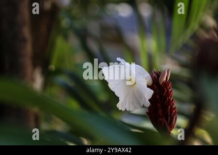 Eine Crepe Ginger Blume, tropische Staude mit beeindruckenden weißen Blüten Stockfoto