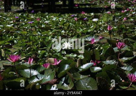 Eine einzelne weiße Nymphe (weiße Seerosen) blüht auf den Feldern vor den rosa Seerosen und grünen Lilienblättern Stockfoto