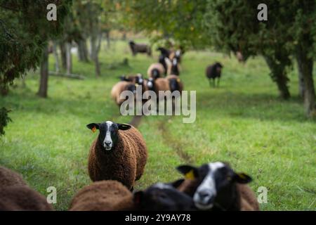 Schaf-Linie, die auf Grasfeld zwischen den Bäumen spaziert. Rückansicht einer Schafherde, die in einer Linie zur Kamera hin läuft. Selektiver Fokus. Stockfoto