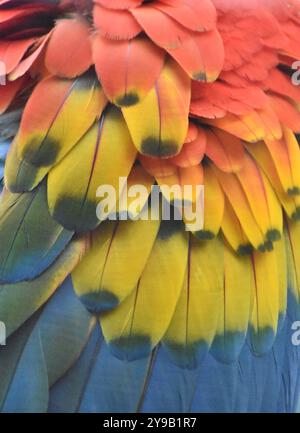 Makroaufnahme der bunten Federn von einem hellroten Aras (Papagei) Stockfoto