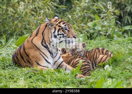 Die seltenen Sumatra-Tigerjungen Alif und Raya, geboren im Chester Zoo im Januar, spielen in der Sonne im Chester Zoo 16. april 2023 Foto von chris wynne Stockfoto