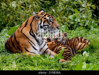 Die seltenen Sumatra-Tigerjungen Alif und Raya, geboren im Chester Zoo im Januar, spielen in der Sonne im Chester Zoo 16. april 2023 Foto von chris wynne Stockfoto