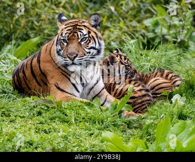 Die seltenen Sumatra-Tigerjungen Alif und Raya, geboren im Chester Zoo im Januar, spielen in der Sonne im Chester Zoo 16. april 2023 Foto von chris wynne Stockfoto