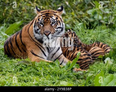 Die seltenen Sumatra-Tigerjungen Alif und Raya, geboren im Chester Zoo im Januar, spielen in der Sonne im Chester Zoo 16. april 2023 Foto von chris wynne Stockfoto