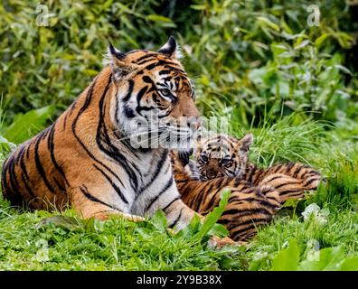 Die seltenen Sumatra-Tigerjungen Alif und Raya, geboren im Chester Zoo im Januar, spielen in der Sonne im Chester Zoo 16. april 2023 Foto von chris wynne Stockfoto