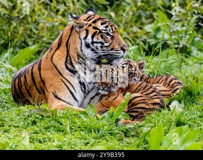 Die seltenen Sumatra-Tigerjungen Alif und Raya, geboren im Chester Zoo im Januar, spielen in der Sonne im Chester Zoo 16. april 2023 Foto von chris wynne Stockfoto