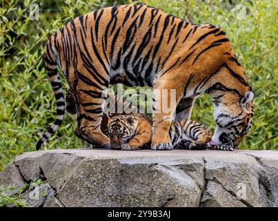 Die seltenen Sumatra-Tigerjungen Alif und Raya, geboren im Chester Zoo im Januar, spielen in der Sonne im Chester Zoo 16. april 2023 Foto von chris wynne Stockfoto