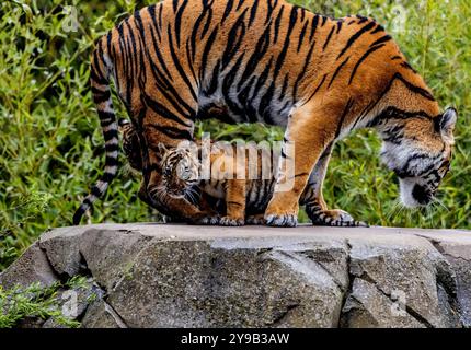 Die seltenen Sumatra-Tigerjungen Alif und Raya, geboren im Chester Zoo im Januar, spielen in der Sonne im Chester Zoo 16. april 2023 Foto von chris wynne Stockfoto