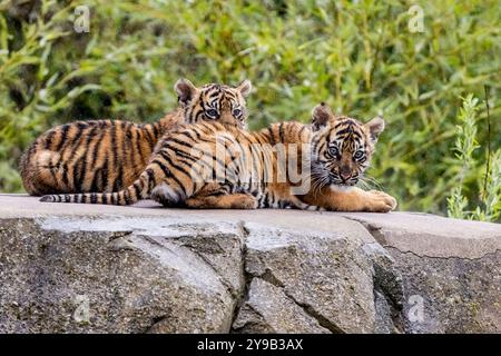 Die seltenen Sumatra-Tigerjungen Alif und Raya, geboren im Chester Zoo im Januar, spielen in der Sonne im Chester Zoo 16. april 2023 Foto von chris wynne Stockfoto