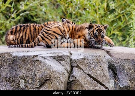 Die seltenen Sumatra-Tigerjungen Alif und Raya, geboren im Chester Zoo im Januar, spielen in der Sonne im Chester Zoo 16. april 2023 Foto von chris wynne Stockfoto