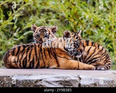 Die seltenen Sumatra-Tigerjungen Alif und Raya, geboren im Chester Zoo im Januar, spielen in der Sonne im Chester Zoo 16. april 2023 Foto von chris wynne Stockfoto