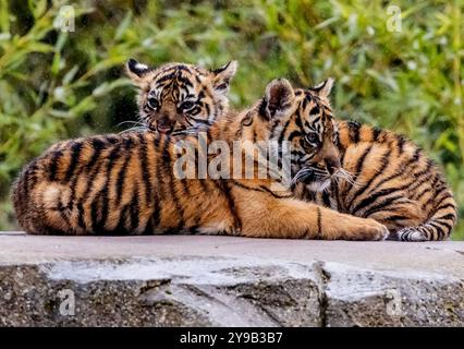 Die seltenen Sumatra-Tigerjungen Alif und Raya, geboren im Chester Zoo im Januar, spielen in der Sonne im Chester Zoo 16. april 2023 Foto von chris wynne Stockfoto