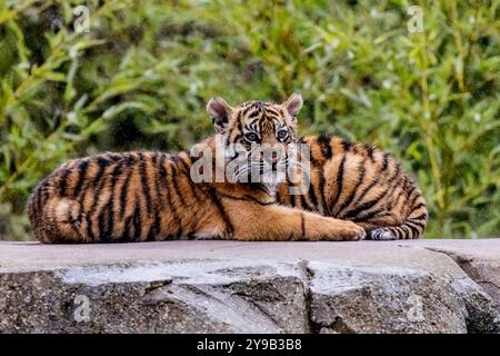 Die seltenen Sumatra-Tigerjungen Alif und Raya, geboren im Chester Zoo im Januar, spielen in der Sonne im Chester Zoo 16. april 2023 Foto von chris wynne Stockfoto