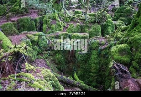 Puzzlewood ist eine antike Touristenattraktion und Filmschauplatz in der Nähe von Coleford im Forest of Dean, Gloucestershire, England Stockfoto