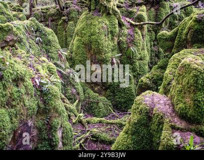 Puzzlewood ist eine antike Touristenattraktion und Filmschauplatz in der Nähe von Coleford im Forest of Dean, Gloucestershire, England Stockfoto