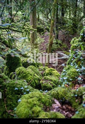 Puzzlewood ist eine antike Touristenattraktion und Filmschauplatz in der Nähe von Coleford im Forest of Dean, Gloucestershire, England Stockfoto