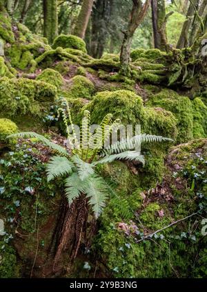 Puzzlewood ist eine antike Touristenattraktion und Filmschauplatz in der Nähe von Coleford im Forest of Dean, Gloucestershire, England Stockfoto