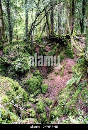 Puzzlewood ist eine antike Touristenattraktion und Filmschauplatz in der Nähe von Coleford im Forest of Dean, Gloucestershire, England Stockfoto