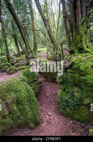 Puzzlewood ist eine antike Touristenattraktion und Filmschauplatz in der Nähe von Coleford im Forest of Dean, Gloucestershire, England Stockfoto