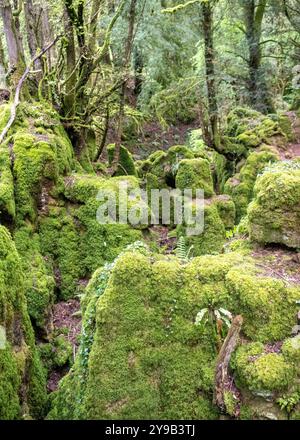 Puzzlewood ist eine antike Touristenattraktion und Filmschauplatz in der Nähe von Coleford im Forest of Dean, Gloucestershire, England Stockfoto