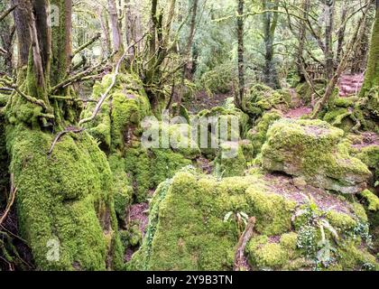 Puzzlewood ist eine antike Touristenattraktion und Filmschauplatz in der Nähe von Coleford im Forest of Dean, Gloucestershire, England Stockfoto