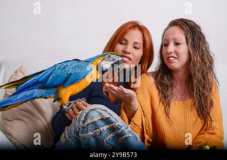 Schwestern füttern ihren Ara Stockfoto