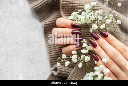 Eine Hand mit langen, tiefen, burgunderroten Nägeln hält die frischen weißen Blüten sanft auf einem weichen Strickpullover. Die warme Textur und der Farbkontrast sind wunderschön Stockfoto