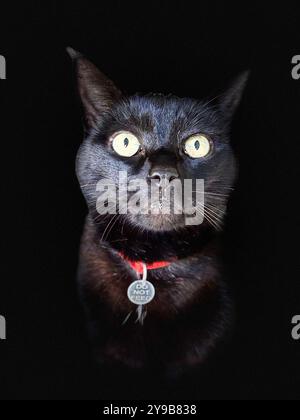 Porträt einer schwarzen Katze mit rotem Kragen Stockfoto