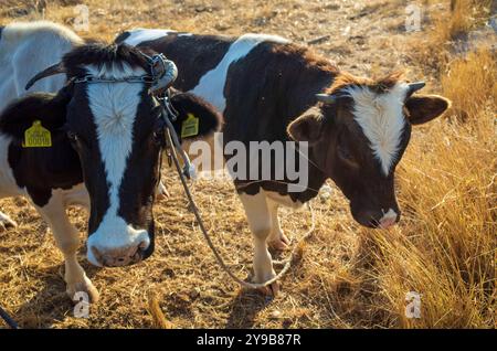 Zwei Kühe stehen auf einem Feld, von denen eine ein gelbes Etikett am Ohr hat. Die Kühe werden durch ein Seil zusammengebunden Stockfoto