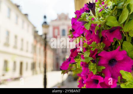 Bunte Blüten kaskadieren aus Pflanzgefäßen und verleihen den bezaubernden Straßen von Posen einen lebendigen Touch. Die Sonne scheint hell und beleuchtet die Schönheit des Th Stockfoto