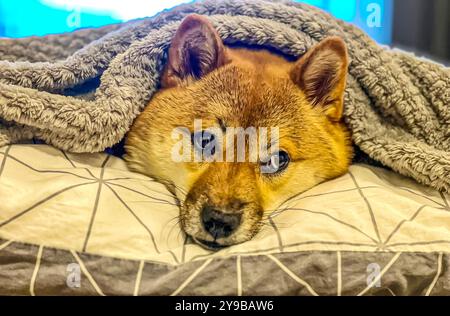 Der bezaubernde rote Shiba Inu Hund, der seinen traurigen Kopf auf einem Spielzeug auf einem Bett liegt. Hochwertiges, haustierfreundliches Bild, das perfekt für emotionale, private oder Lifestyle-Projekte geeignet ist. Kopierbereich. Stockfoto