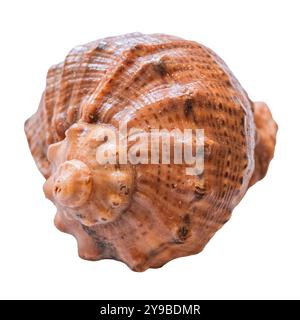 Leere Schale aus rapana venosa Isolat auf weißem Hintergrund Nahaufnahme. Stockfoto