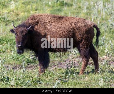 American Bison (Buffalo) Erwachsene Weiden. Bison Paddock, Golden Gate Park, San Francisco, Kalifornien, USA. Stockfoto