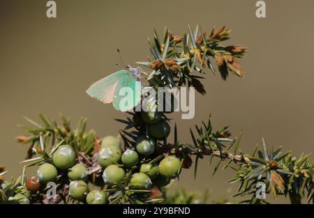 Grüner Zipfelfalter - Callophrys rubi Stockfoto