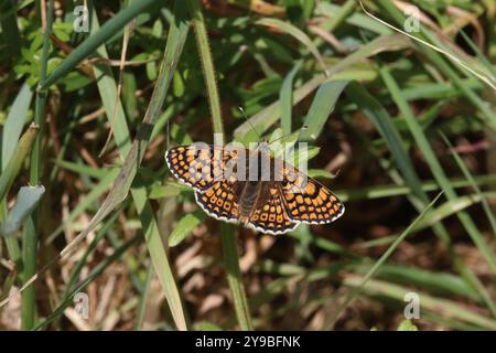 Glanville Fritillary männlich - Melitaea cinxia Stockfoto