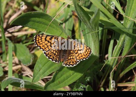 Glanville Fritillary female - Melitaea cinxia Stockfoto