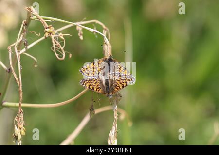 Glanville Fritillary Paarungspaar - Melitaea cinxia Stockfoto