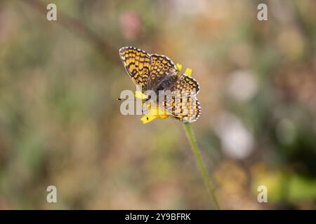 Glanville Fritillary female - Melitaea cinxia Stockfoto