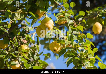 Zweig mit natürlichen gelben Birnen auf verschwommenem Hintergrund von sonnigen Birnen Obstgarten. Stockfoto