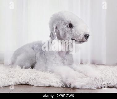 Süßer Bedlington Terrier Hund, der auf einem Pelzteppich im Wohnzimmer liegt Stockfoto