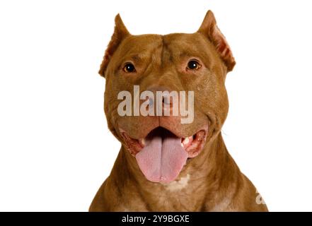 Porträt eines niedlichen amerikanischen Pit Bull Terrier Hundes auf weißem Hintergrund Stockfoto