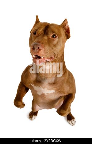 Ein reinrassiger amerikanischer Pit Bull Terrier steht auf seinen Hinterbeinen isoliert auf weißem Hintergrund Stockfoto