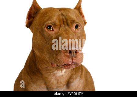 Porträt eines reinrassigen amerikanischen Pit Bull Terrier Hundes, isoliert auf weißem Hintergrund Stockfoto