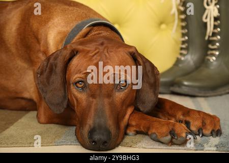 Der Rhodesian Ridgeback-Hund liegt auf dem Teppich im Flur mit dem Kopf auf den Pfoten Stockfoto