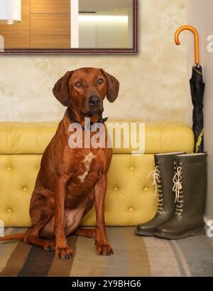 Der Rhodesian Ridgeback-Hund sitzt auf dem Teppich im Flur der Wohnung Stockfoto