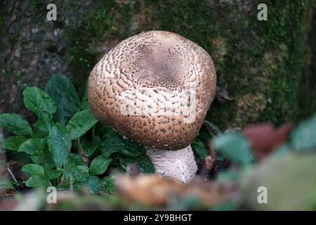 Altrosa Puffball - Lycoperdon hier Stockfoto