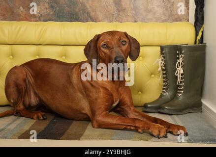 Wunderschöner Rhodesian Ridgeback-Hund, der auf dem Teppich im Flur liegt, mit dem Kopf auf den Pfoten Stockfoto