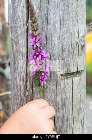 Triest, Italien - 21. Juni 2022: Eine Kinderhand hält sanft eine lebendige Wiesenblume auf hölzernem Hintergrund Stockfoto