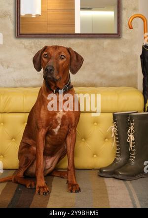 Wunderschöner Rhodesian Ridgeback-Hund, der auf dem Teppich im Flur der Wohnung sitzt Stockfoto